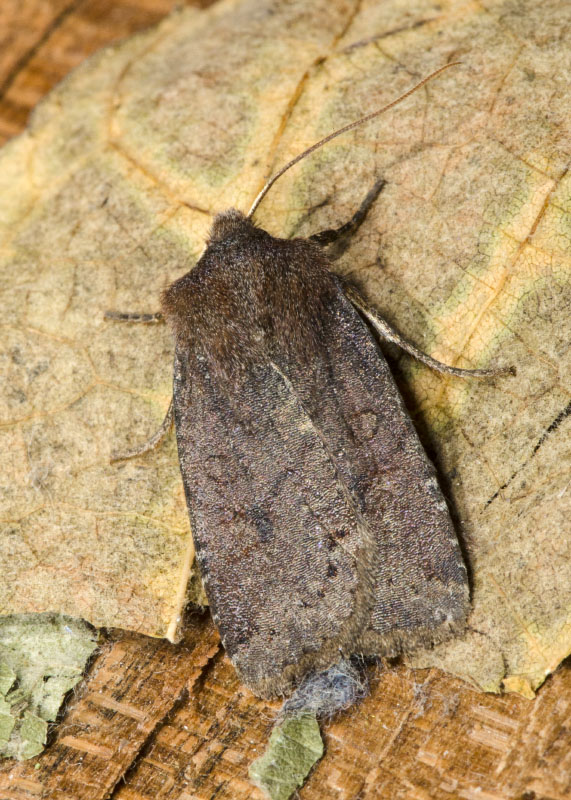 Noctuidae - Conistra (Conistra) vaccinii